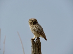Little Owl